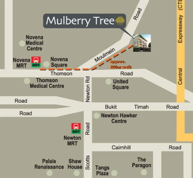 Mulberry Tree — photo 14