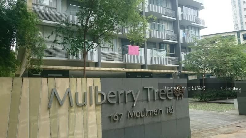 Mulberry Tree — photo 17